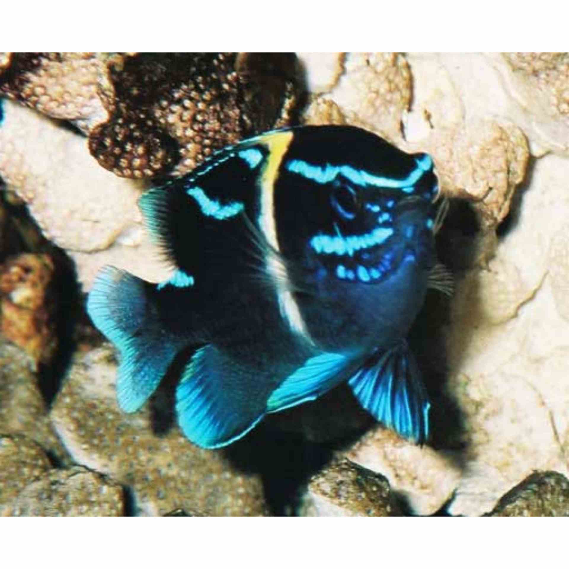 Damselfish - Javanese Blue Streak (MED)